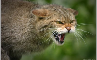 Spitting mad Council member calls me yesterday, demands public apology