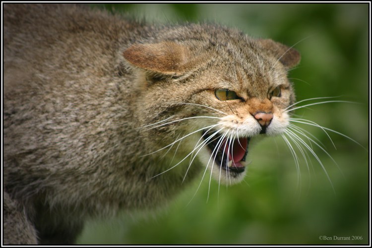 Spitting mad Council member calls me yesterday, demands public apology